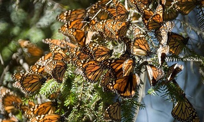 monarch butterflies